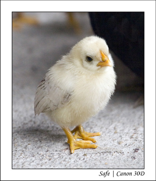 2008 - 07 - Leng Tengah - 043